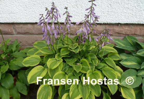 Hosta Golden Tiara